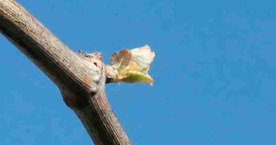 España: El cambio climático despierta al mildiu y al viñedo antes de tiempo 