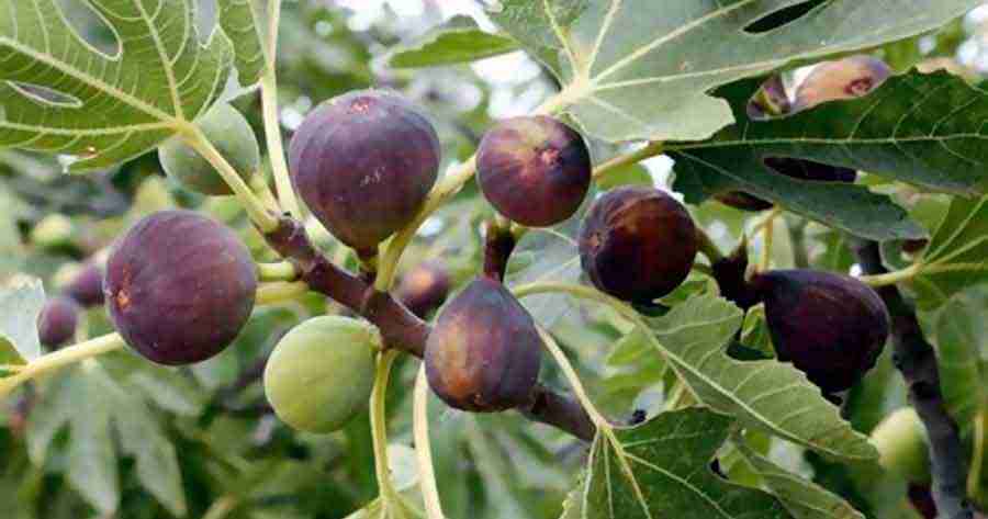 Higuera: Principales Requerimientos del Cultivo