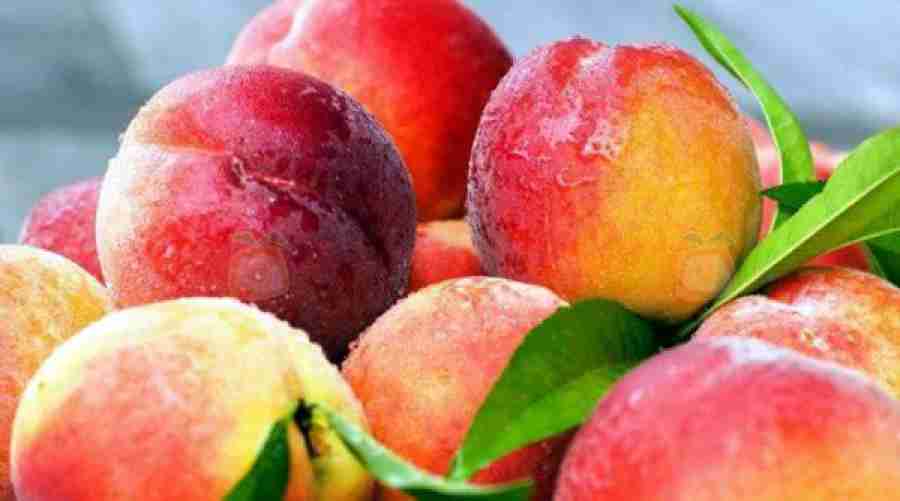 La calidad en las frutas, guía detallada de conceptos